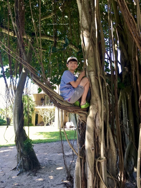 Lorenzo on the Banyan tree Trou aux Biches