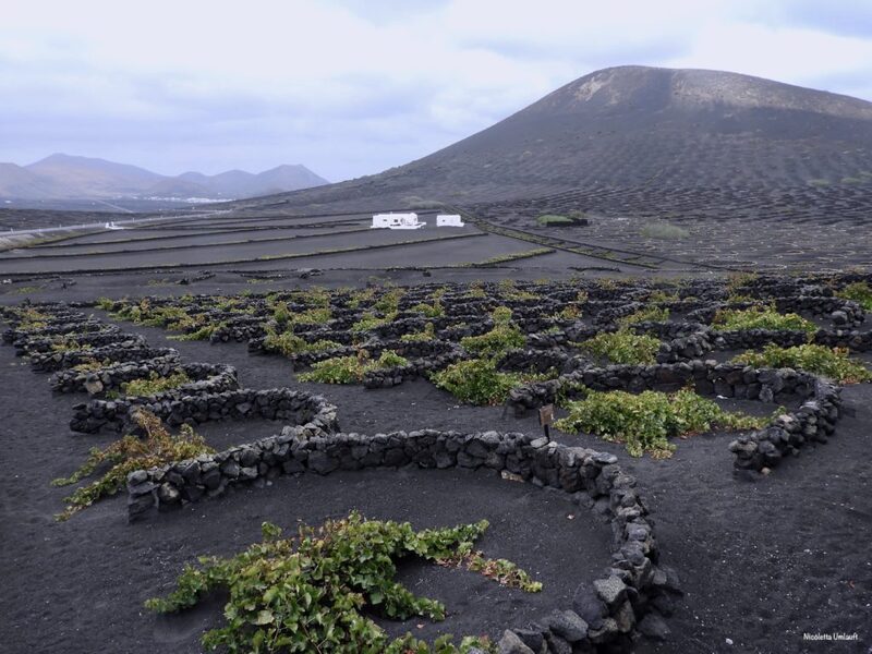 La Geria vineyards - Lanzarote