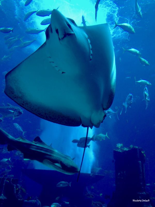 Manta Ray Lost Chamber Aquarium Dubai