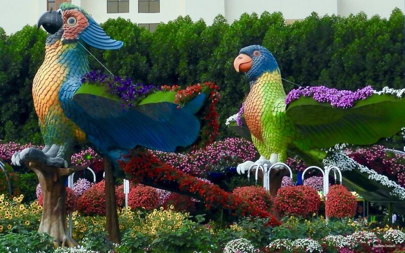 Parrots at the Miracle Garden Dubai