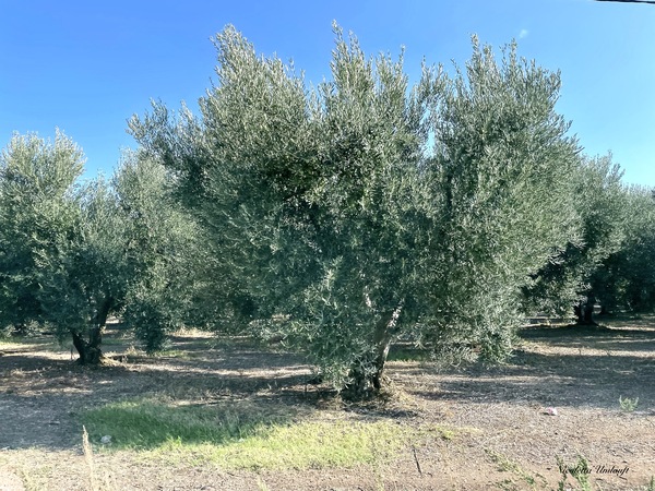 Olive groves